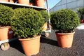 Produktbild: PREMIUM Ilex crenata Stokes Kugel rund Ø 40 - 45 cm Buchsbaum Ersatz winterhart + robust
