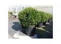 Produktbild: PREMIUM Ilex crenata Stokes Kugel rund Ø 40 - 45 cm Buchsbaum Ersatz winterhart + robust