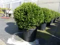 Produktbild: PREMIUM Ilex crenata Stokes Kugel rund Ø 40 - 45 cm Buchsbaum Ersatz winterhart