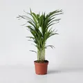 Produktbild: Plant in a Box - Goldfruchtpalme - Dypsis lutescens - Höhe 60-70cm - Topf 17cm