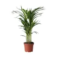 Produktbild: Plant in a Box  Goldfruchtpalme Dypsis lutescens 60cm Zimmerpalme