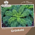 Produktbild: Niedriger Grüner Krauser Grünkohl ca. 200 Samen - winterharte, dunkelgrüne Sorte
