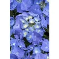 Produktbild: Hydrangea Macrophylla Bauernhortensie 30-40 cm