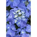 Produktbild: Hydrangea macrophylla 'Blaumeise' p 9