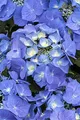 Produktbild: Hydrangea macrophylla 'Blaumeise' 9x9 cm Topf – Winterhart, Mehrjährig, Pflegeleicht – Bauernhortensie – Blütenstrauch für Garten & Kübel