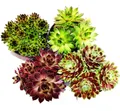 Produktbild: Hauswurz - Set aus 4 verschiedenen Sempervivum-Sorten
