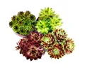 Produktbild: Exotenherz Beetpflanze Hauswurz - Set aus 4 verschiedenen Sempervivum-Sorten