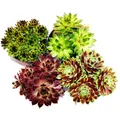 Produktbild: Exotenherz - Hauswurz - Set aus 4 verschiedenen Sempervivum-Sorten