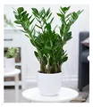 Produktbild: BALDUR Garten 1x Zamioculcas ca. 55-65 cm hoch, Pflanze im 17 cm-Topf, Glücksfeder, Zamie, Zamia Farn, Zamia Palme, pflegeleichte Zimmerpflanze, Grünpflanze, mehrjährig - frostfrei halten