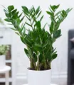 Produktbild: BALDUR Garten Zimmerpflanze Zamioculcas ca. 55-65 cm hoch, 1 St., Zimmerpflanze, pflegeleicht