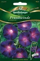Produktbild: Prunk-Winde Grandpa Ott Samen von Quedlinburger Saatgut