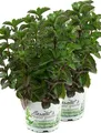 Produktbild: Enseleits 2er Set Grapefruit-Minze, Minze Pflanze, Winterhart (Mentha suaveolens x piperita)