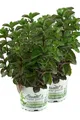 Produktbild: 2er Set Grapefruit-Minze, Minze Pflanze, Winterhart (Mentha suaveolens x pipe...