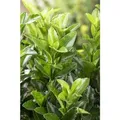 Produktbild: Euonymus japonicus 'Green Spire' ca. 9x9 cm Topf
