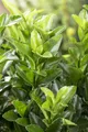 Produktbild: Euonymus japonicus 'Green Spire', Spindelstrauch, ca. 9x9 cm Topf