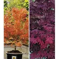 Produktbild: BALDUR Garten 2er Japanische Ahorn Kollektion winterhart, Pflanzen im 12 cm-Topf, Ahornbaum, Fächerahorn, winterhart, pflegeleicht, Acer palmatum,...