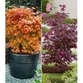 Produktbild: BALDUR Garten Zierstrauch Japanische Ahorn-Kollektion, 2 St., Zwerg-Ahorn, winterhart, mehrjährig, pflegeleicht bunt