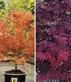 Produktbild: BALDUR Garten 2er Japanische Ahorn Kollektion winterhart, Pflanzen im 12 cm-Topf, Ahornbaum, Fächerahorn, winterhart, pflegeleicht, Acer palmatum, Acer palmatum atropurpureum