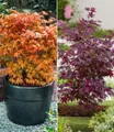 Produktbild: BALDUR Garten Zierstrauch Japanische Ahorn-Kollektion, 2 St., Zwerg-Ahorn, winterhart, mehrjährig, pflegeleicht