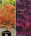 Produktbild: Japanische Ahorn Kollektion winterhart, 2 Pflanzen iAcer palmatum winterhart