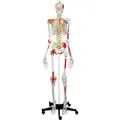 Produktbild: Skelett Super mit Gelenkbändern und Muskeldarstellung inkl. Stativ, Anatomie