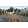 Produktbild: Olivenbaum Olive 160 - 180 cm Hochstamm, beste Qualität, winterhart