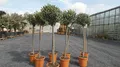 Produktbild: gruenwaren jakubik Olivenbaum Olive 160-180 cm Hochstamm, beste Qualität, winterhart
