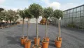 Produktbild: gruenwaren jakubik Olivenbaum Olivenbaum Olive 160 - 180 cm Hochstamm, beste Qualität, winterhart