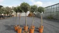 Produktbild: Olivenbaum Olive 160 - 180 cm Hochstamm, beste Qualität, winterhart