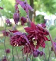 Produktbild: Akelei Ruby Port - Aquilegia vulgaris - lebende Gartenpflanze aus den Baumschulen