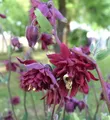 Produktbild: Akelei Ruby Port - Aquilegia vulgaris