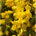 Produktbild: Skorpion Ginster 20-30cm - Genista scorpius