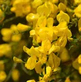 Produktbild: Skorpion Ginster 20-30cm - Genista scorpius
