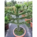 Produktbild: Araucaria araucana - Andentanne - chilenische Schmucktanne - 40-50 cm