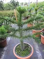 Produktbild: Araucaria araucana - Andentanne - chilenische Schmucktanne - 40-50 cm