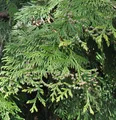 Produktbild: Lebensbaum Martin 60-80cm - Thuja plicata