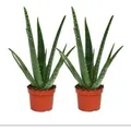 Produktbild: Exotenherz 2er Set Aloe Vera ca. 2 Jahre Alt 10,5cm Topf