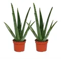 Produktbild: 2er Set - Aloe vera - ca. 2 Jahre alt - 10,5cm Topf