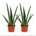 Produktbild: Exotenherz 2er Set - Aloe vera - ca. 2 Jahre alt - 10,5cm Topf