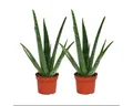 Produktbild: Exotenherz Sukkulente 2er Set - Aloe vera - ca. 2 Jahre alt - 10,5cm Topf
