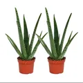 Produktbild: Exotenherz - 2er Set - Aloe vera - ca. 2 Jahre alt - 10,5cm Topf