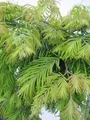 Produktbild: Hochstamm Chinesisches Rotholz Matthaei - Metasequoia glyptostroboides - 125cm + Krone