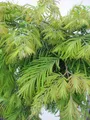 Produktbild: Hochstamm Chinesisches Rotholz Matthaei - Metasequoia glyptostroboides - 125cm +