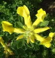 Produktbild: Österreichischer Ginster 20-30cm - Chamaecytisus austriacus - lebende Gartenpflanze aus den Baumschulen