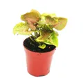 Produktbild: Exotenherz Zimmerpflanze Mini-Pflanze Syngonium Purpurtute Baby-Plant im 5,5cm Topf