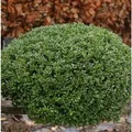 Produktbild: Kugelschnitt Japanische Stechpalme Buxbol 25-30cm - Ilex crenata