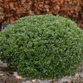 Produktbild: Kugelschnitt Japanische Stechpalme Buxbol 25-30cm - Ilex crenata