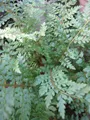 Produktbild: Polystichum setiferum Proliferum - Schmaler Filigranfarn