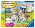 Produktbild: Ravensburger Malen nach Zahlen Kleine Leoparden 0