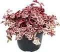 Produktbild: Crassula marginalis - 12cm Topf